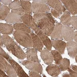 Merck Anti-C7orf72 antibody produced in rabbit