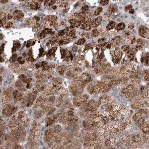 Merck Anti-RAB29 antibody produced in rabbit