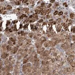 Merck Anti-RAB29 antibody produced in rabbit