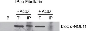 Merck Anti-NOL11 antibody produced in rabbit