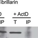 Merck Anti-NOL11 antibody produced in rabbit