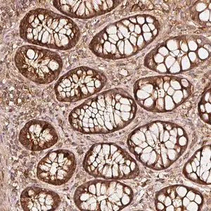 Merck Anti-ASMTL antibody produced in rabbit