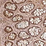 Merck Anti-ASMTL antibody produced in rabbit