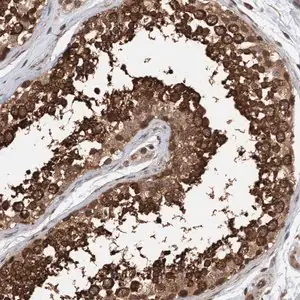 Merck Anti-STXBP4 antibody produced in rabbit