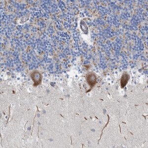 Merck Anti-NYAP1 antibody produced in rabbit