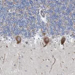 Merck Anti-NYAP1 antibody produced in rabbit