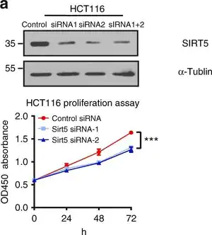 Merck Anti-SIRT5 antibody produced in rabbit