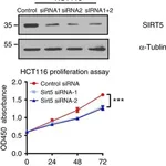 Merck Anti-SIRT5 antibody produced in rabbit