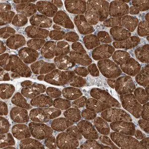 Merck Anti-ALAD antibody produced in rabbit