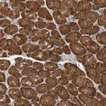 Merck Anti-ALAD antibody produced in rabbit