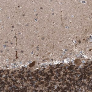 Merck Anti-CRTC1 antibody produced in rabbit