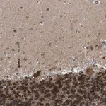 Merck Anti-CRTC1 antibody produced in rabbit
