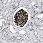 Merck Anti-OLFML2A antibody produced in rabbit