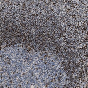 Merck Anti-ZNF276 antibody produced in rabbit
