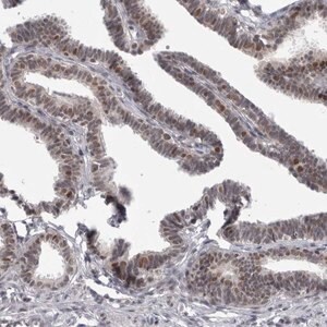 Merck Anti-PSMB2 antibody produced in rabbit