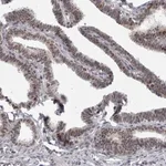 Merck Anti-PSMB2 antibody produced in rabbit