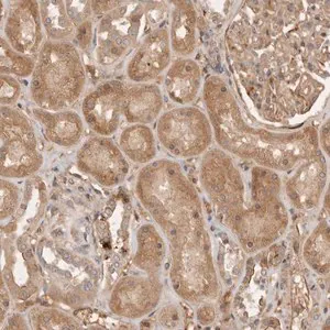 Merck Anti-YES1 antibody produced in rabbit