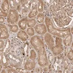 Merck Anti-YES1 antibody produced in rabbit