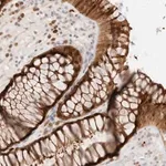Merck Anti-EFCAB13 antibody produced in rabbit