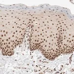 Merck Anti-EBNA1BP2 antibody produced in rabbit