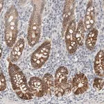 Merck Anti-HCN3 antibody produced in rabbit