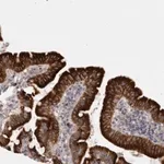 Merck Anti-LRRC40 antibody produced in rabbit