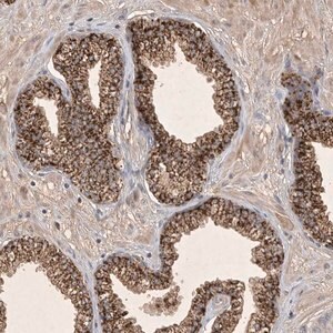 Merck Anti-FAM221B antibody produced in rabbit