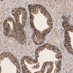 Merck Anti-FAM221B antibody produced in rabbit