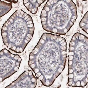 Merck Anti-OPLAH antibody produced in rabbit