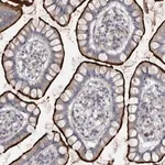 Merck Anti-OPLAH antibody produced in rabbit