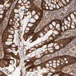 Merck Anti-DAAM1 antibody produced in rabbit