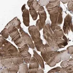 Merck Anti-WBSCR27 antibody produced in rabbit