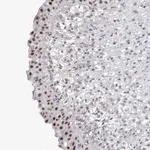 Merck Anti-API5 antibody produced in rabbit