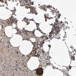 Merck Anti-PGS1 antibody produced in rabbit