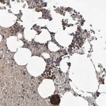 Merck Anti-PGS1 antibody produced in rabbit