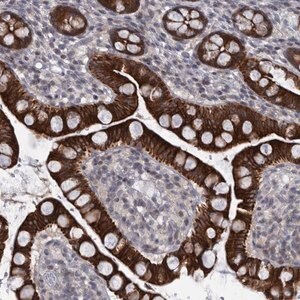 Merck Anti-DIEXF antibody produced in rabbit