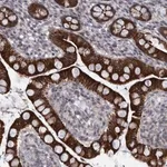 Merck Anti-DIEXF antibody produced in rabbit