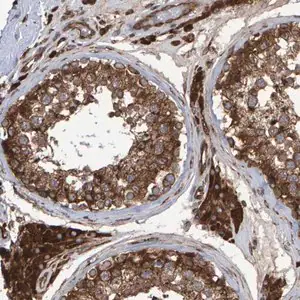 Merck Anti-FAM117A antibody produced in rabbit