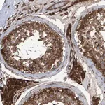 Merck Anti-FAM117A antibody produced in rabbit