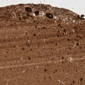 Merck Anti-GPR150 antibody produced in rabbit