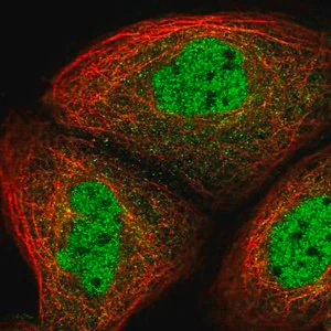 Merck Anti-UHRF2 antibody produced in rabbit