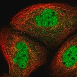 Merck Anti-UHRF2 antibody produced in rabbit