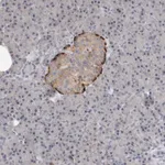 Merck Anti-PTPRN2 antibody produced in rabbit