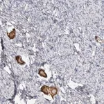 Merck Anti-ANKMY1 antibody produced in rabbit