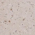 Merck Anti-MPDZ antibody produced in rabbit
