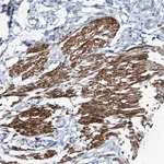 Merck Anti-FAM187A antibody produced in rabbit