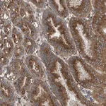 Merck Anti-MKLN1 antibody produced in rabbit