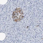 Merck Anti-SLFN13 antibody produced in rabbit
