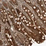 Merck Anti-EXOC7 antibody produced in rabbit