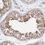 Merck Anti-AASDHPPT antibody produced in rabbit